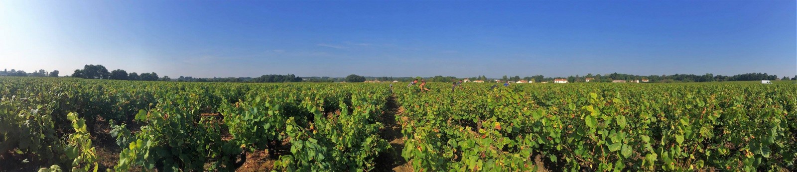 Vineyard Domaine Michel Bregeon