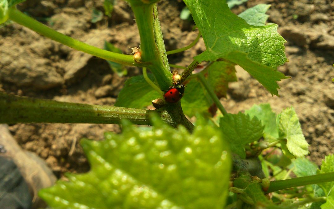 Bonum Vinum, Paroles de vignerons