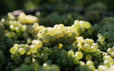 Extraordinaires vendanges 2018