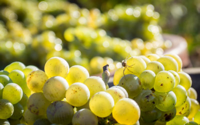 Vendanges 2019