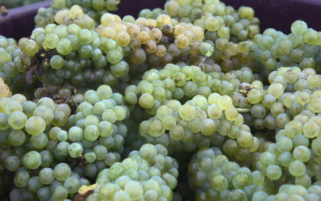 Vendanges 2020
