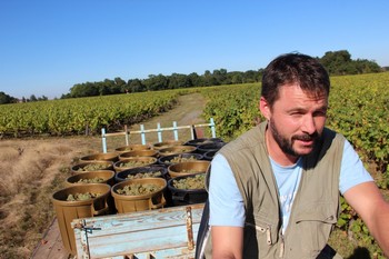 Fred-en-vendanges-Domaine Michel Bregeon