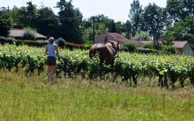 Labour à cheval