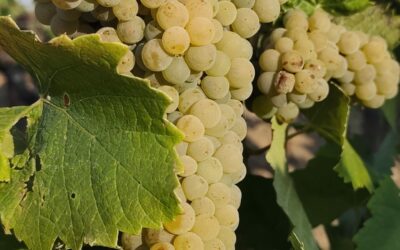 Vendanges 2026